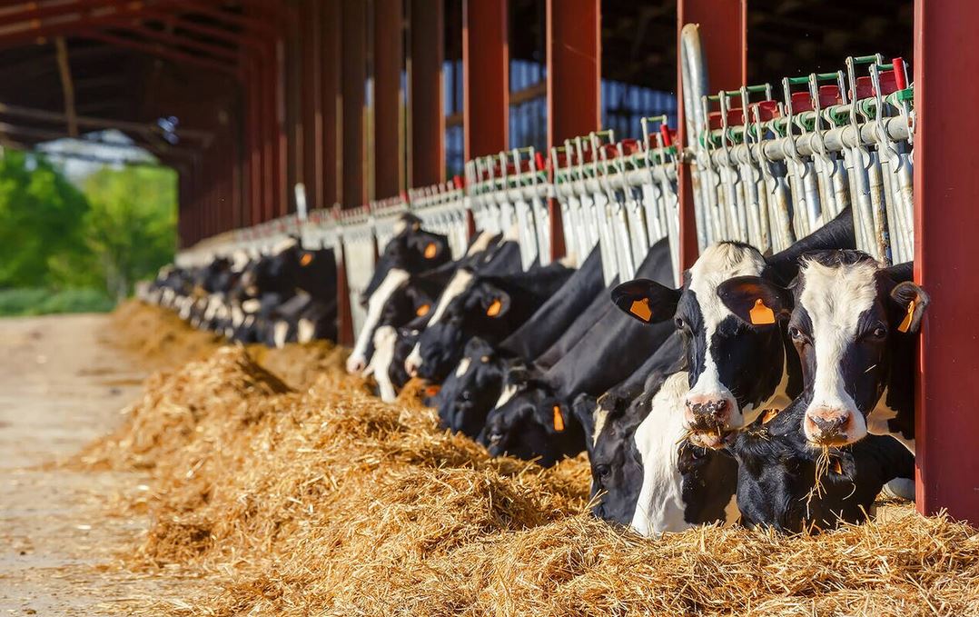 Animal welfare, a major issue for livestock farming