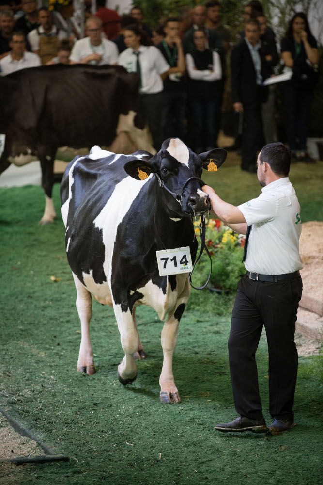 Prim Holstein Atlantique competition
